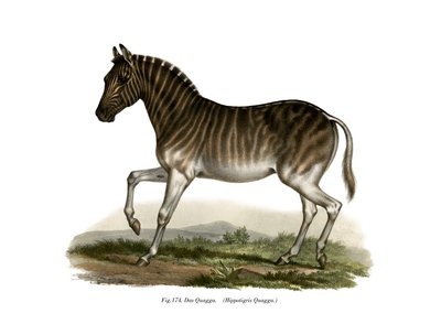 Quagga by German School